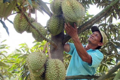 Lâm Đồng: Giá sầu riêng tăng cao kỷ lục từ trước tới nay