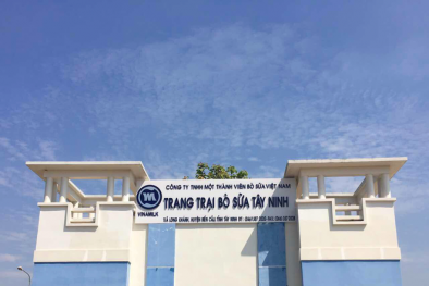 Vinamilk nhập tiếp 2.000 con bò sữa cho trang trại ở Tây Ninh