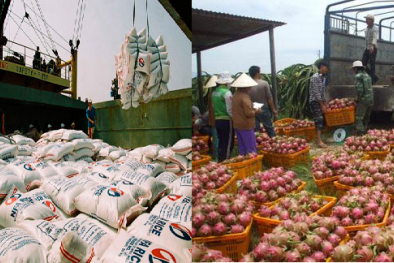 Xuất khẩu nông sản vẫn đi qua 'khe cửa hẹp'