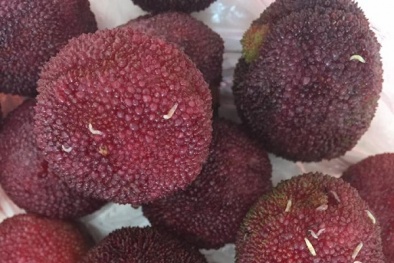 Sự thật về quả thanh mai ngâm nước muối loãng lập tức xuất hiện dòi