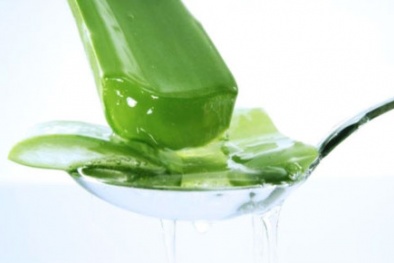 Sử dụng nha đam 'quá liều' có thể gây suy thận, dị tật bẩm sinh