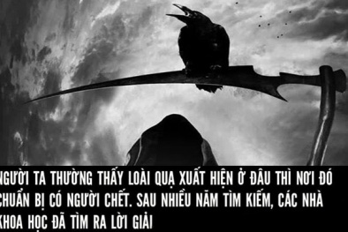 Giải mã bí ẩn quạ 'than khóc” và tạo thành một “đám ma quạ' 