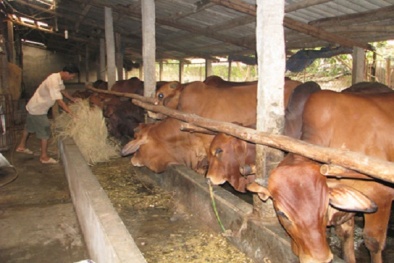 Kỹ thuật nuôi bò thịt cho năng suất cao, thu lãi tiền tỷ