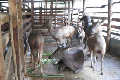 Kỹ thuật nuôi nai nhẹ nhàng như chơi nhưng cho thu nhập khủng