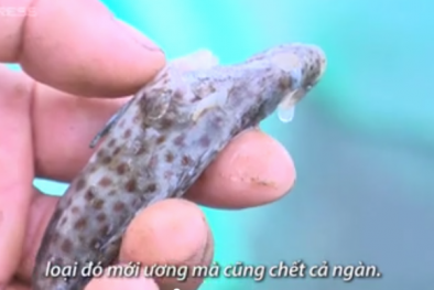 Cá chết hàng loạt ở 400 lồng bè trên đầm Ô Loan