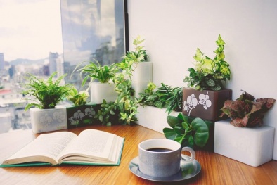 Những loại cây trồng trong nhà giúp ngăn chặn dịch sốt xuất huyết tìm đến Đăng ký và nhận 60K 24 bao lì xì miễn phí mỗi ngày bạn