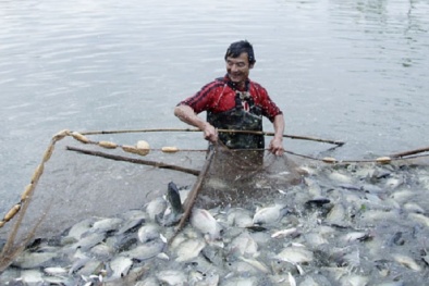 Kỹ thuật nuôi cá rô phi thương phẩm nhanh lớn thu hàng trăm triệu