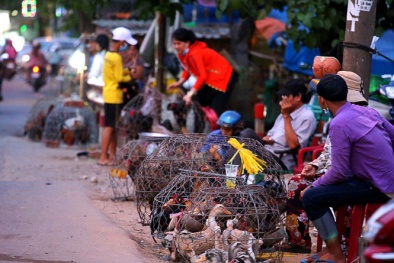 Vụ cán bộ phường 'bẻ khóa' nhà dân bắt gà Đông Tảo tiêu hủy: Trưởng Thanh tra Thú y lên tiếng