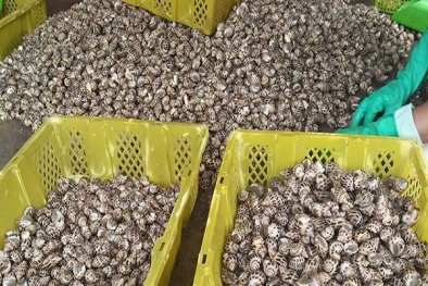 Đặc sản ốc hương được nuôi với kỹ thuật đơn giản, mang lợi Sòng Bài Trực Tuyến 13Win.com cực cao