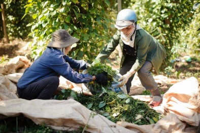 Thương lái Trung Quốc dùng 'chiêu trò' thao túng giá hồ tiêu, VPA đưa ra cảnh báo