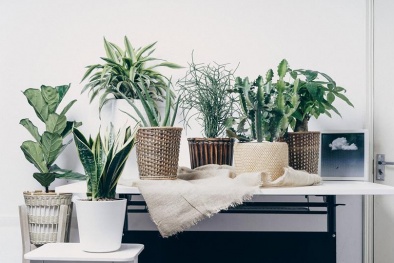 Trồng cây phong thủy để hút tài lộc: Phải đúng vị trí, đúng loại cây, không thể khinh suất