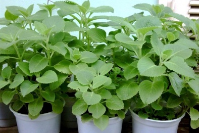 Cây húng chanh vừa ăn, làm thuốc lại khiến muỗi tránh xa nhà bạn 