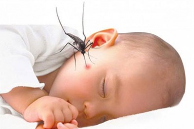 Chỉ phun thuốc diệt muỗi: Sai lầm trong phòng chống sốt xuất huyết