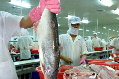 Cá tra xuất khẩu đi Mỹ được kiểm soát chặt về chất lượng