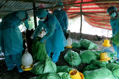 Dịch cúm gia cầm H5N1 tấn công Bạc Liêu