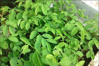 Chia sẻ cách làm sinh tố rau ngót tuyệt ngon