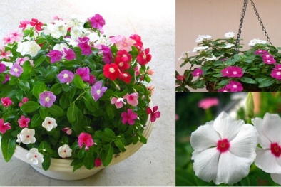 Cây dừa cạn vừa làm cây cảnh, vừa mang ý nghĩa thành đạt lại chữa bệnh cực tốt
