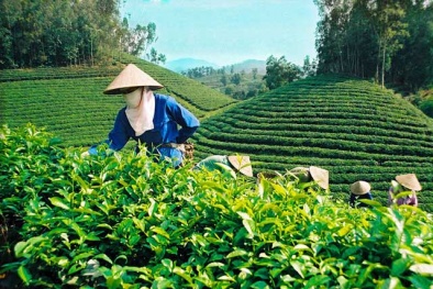 Tăng cường chất lượng, an toàn 13Win OKVIP Cá cược bóng đá trong sản xuất, chế biến, kinh doanh chè