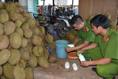 Bắt tại trận cơ sở dùng hóa chất làm chín hơn một tấn sầu riêng