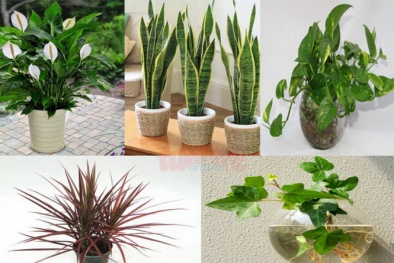 Loại cây nào người mệnh Thủy nên trồng trong nhà để đón tài lộc?
