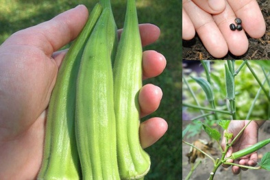 Nông dân làm giàu từ trồng đậu bắp thu bạc triệu mỗi ngày