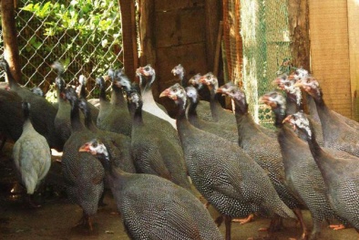 Thu gần 3 tỷ đồng/năm nhờ làm giàu từ nuôi gà sao