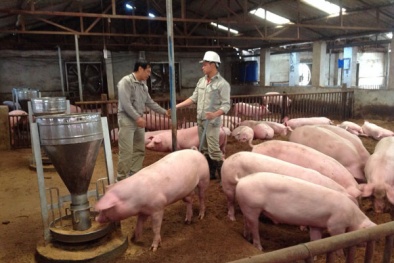 Hà Nội: Bỏ quy định kiểm dịch nội tỉnh, nguy cơ mất an toàn 13Win OKVIP Cá cược bóng đá gia tăng