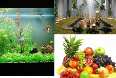 5 vật phẩm phong thủy từ thiên nhiên mời gọi phú quý, tài lộc vào nhà bạn