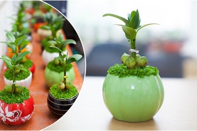 Loại cây phong thủy người mệnh Kim trồng trong nhà chắc chắn tài lộc sẽ vào 'ầm ầm'