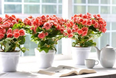 5 cây trồng trong nhà vừa mang phong thủy tốt lại phòng chống bệnh ung thư hiệu quả