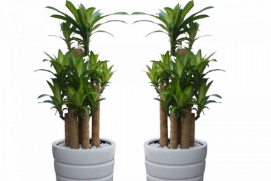 Những cây phong thủy người tuổi Tý nên trồng trong nhà để đón tài lộc