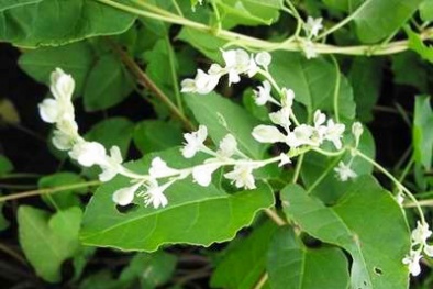 Tác dụng chữa bệnh không thể bỏ qua của cây hà thủ ô, trồng tại nhà cực đơn giản