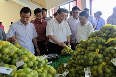 Hồng không hạt Quản Bạ chính thức được bảo hộ chỉ dẫn địa lý