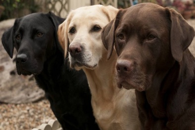 Kỹ thuật nuôi chó Labrador Retriever dũng mãnh nhưng hết sức tình cảm