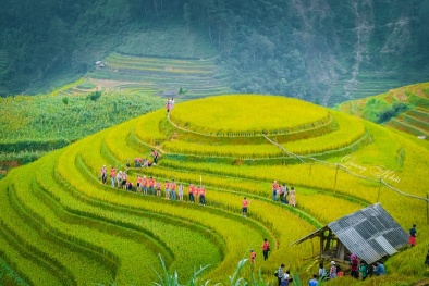 Lúa đang chín vàng trên Mù Cang Chải, từng đoàn phượt lại nối đuôi nhau lên đường mà đi