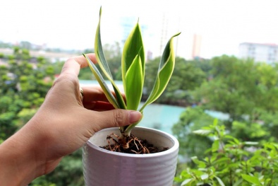 Kỹ thuật trồng cây Lưỡi hổ thủy sinh làm sạch không khí, xua đuổi tà ma hút lộc vào nhà