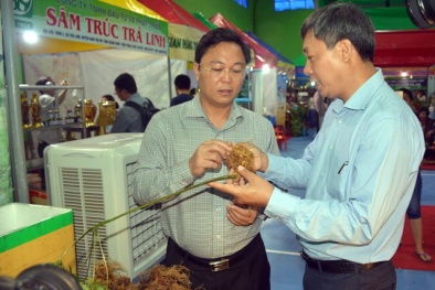 Bán được hơn 4,5 tỷ đồng từ phiên chợ sâm Ngọc Linh đầu tiên ở Quảng Nam