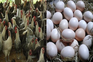 Kỹ thuật nuôi gà Ai Cập siêu trứng giúp người nông dân 'tiền đẻ ra tiền'