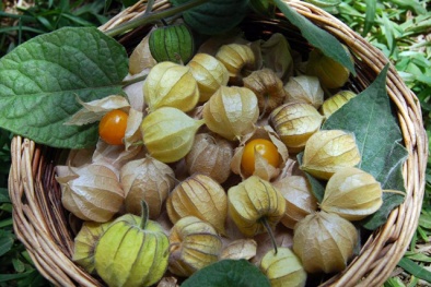 Kỹ thuật trồng cây tầm bóp ngon- đẹp- lạ và chữa bệnh cực hiệu quả