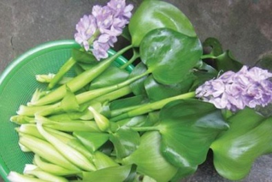 Bèo tây ở Việt Nam dùng chăn nuôi lợn, ở Nhật Bản thành đặc sản đắt đỏ