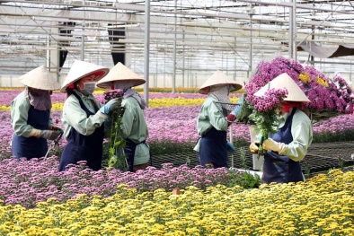 Lâm Đồng chấp thuận dự án nông nghiệp công nghệ cao của Dalat Hasfarm