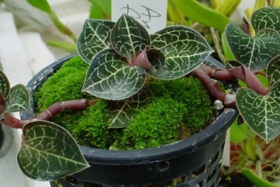 Kỹ thuật trồng Lan gấm làm sạch không khí và chữa 'bách bệnh'