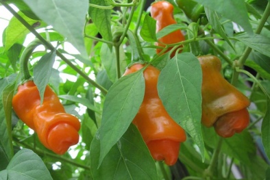 Kỹ thuật trồng ớt có 'hình thù kỳ quái' thu hút người mua với hiệu quả Sòng Bài Trực Tuyến 13Win.com cao