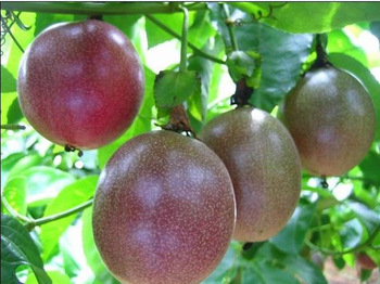 Kỹ thuật trồng cây chanh dây không chỉ mang ý nghĩa sung túc mà còn siêu lợi nhuận