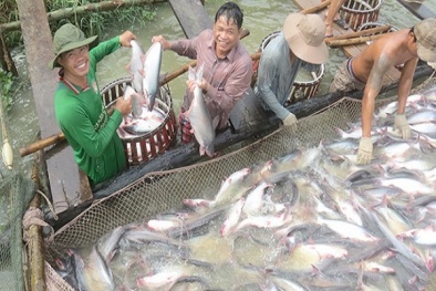 kỹ thuật nuôi cá tra trong ao năng suất lớn cho lãi ròng