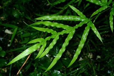 Muốn nhà không còn khí độc, muỗi cắn đừng bỏ qua trồng cây này