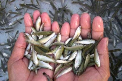Kỹ thuật nuôi cá linh đơn giản giúp người nông dân làm giàu không khó