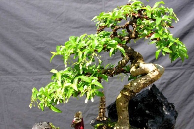 Những điều gia chủ nhất định phải biết khi muốn trồng cây phong thủy trong nhà