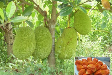 Trồng cây mít ruột đỏ cho năng suất vượt trội và bán đắt như tôm tươi