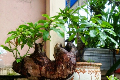 10 cây phong thủy độc, lạ chuyên gia khuyên dân kinh doanh nên trồng trong phòng làm việc